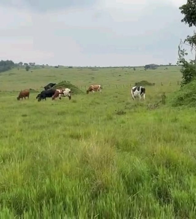 WhatsApp Image 2024-06-25 at 1.32.39 PM.jpeg